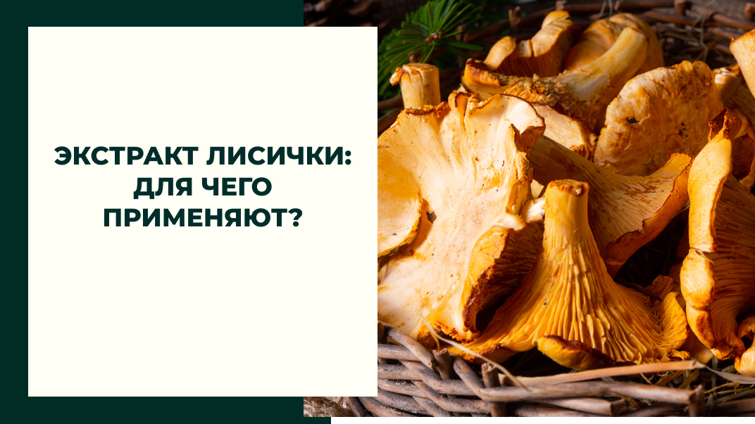 Экстракт лисички: для чего применяют? Экстракт лисички: для чего применяют?