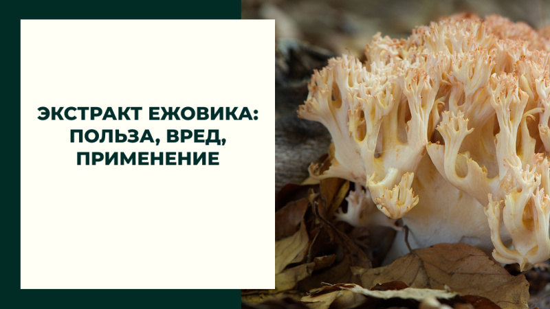 Экстракт ежовика: польза, вред, применение Экстракт ежовика: польза, вред, применение